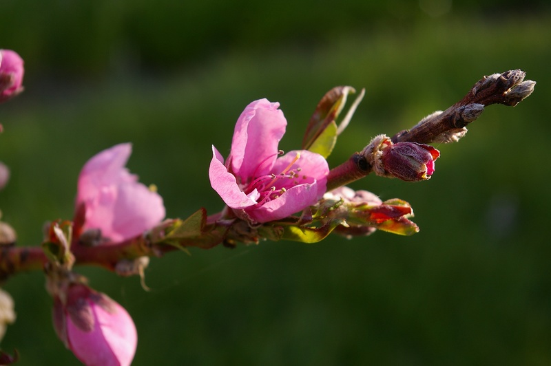 frühlingsanfang, flora, pollen, growth, garden, day, botanical, petal, pink, frisch, spring awakening, live new, april, flowers, purple, focus on foreground