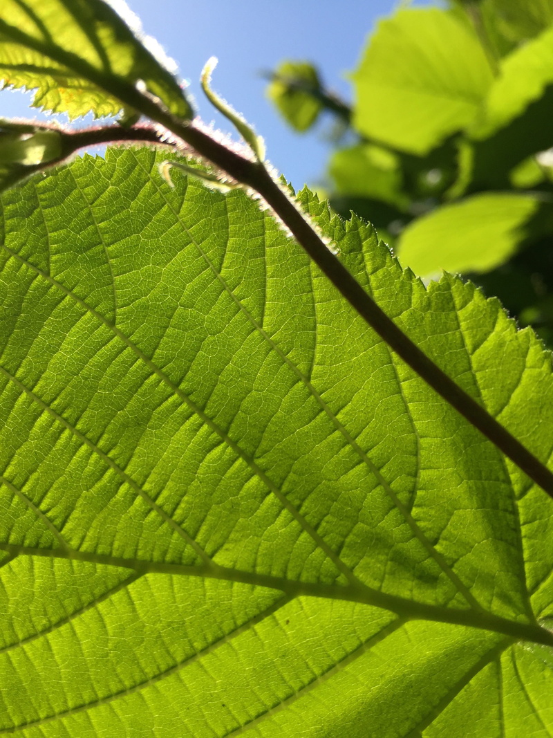 sky, green color, skyward, green leaves, nature, branches, 2K, foliage, focus on foreground, leaves, day, leaf, sunlight, blue sky, green, leaf vein, freshness