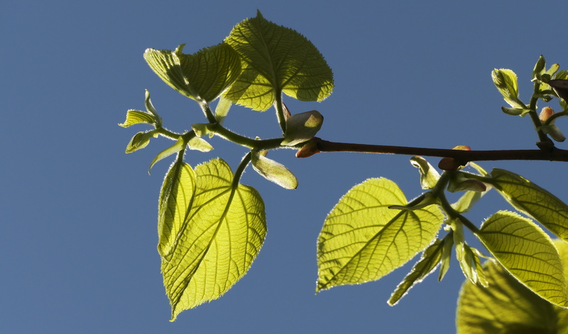 twig, food, tree, green color, blue background, spring, food and drink, outdoors, clear sky, growth, plant part, branch, shoots, plant, fruit, 5K, no people