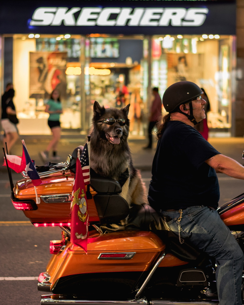 mode of transportation, 1080P, dog, men, pets, one animal, mammal, transportation, nyc, canine, sitting, ny, domestic, times square, street photography