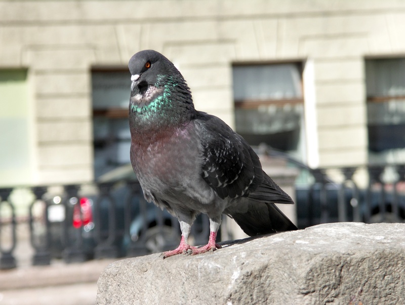 focus on foreground, the gray pigeon, sunlight, animal wildlife, perching, no people, animal themes, outdoors, dove, day, animals in the wild, built structure