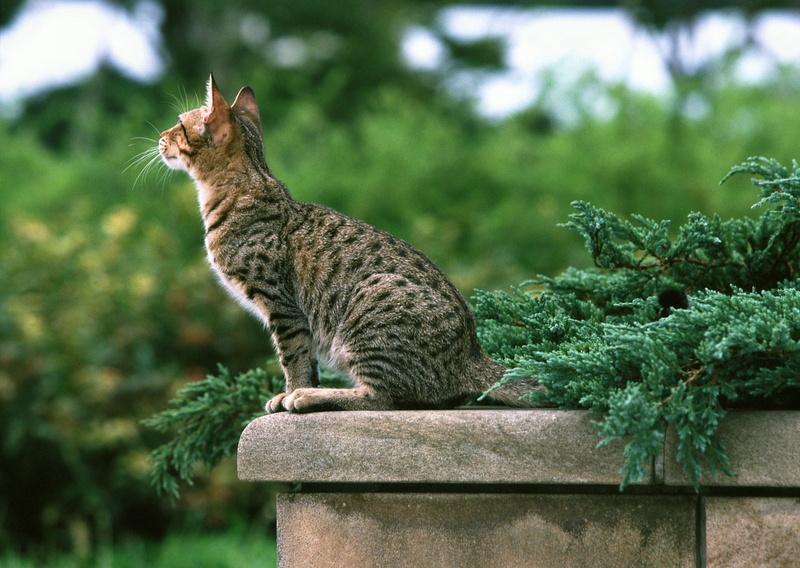 striped, greens, the parapet, 2K, cat