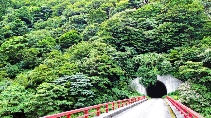bridge - man made structure, motion, day, forest, growth, land, tunnel, transportation, 2K, foliage, landscape, beauty in nature, direction, parapet, scenics - nature