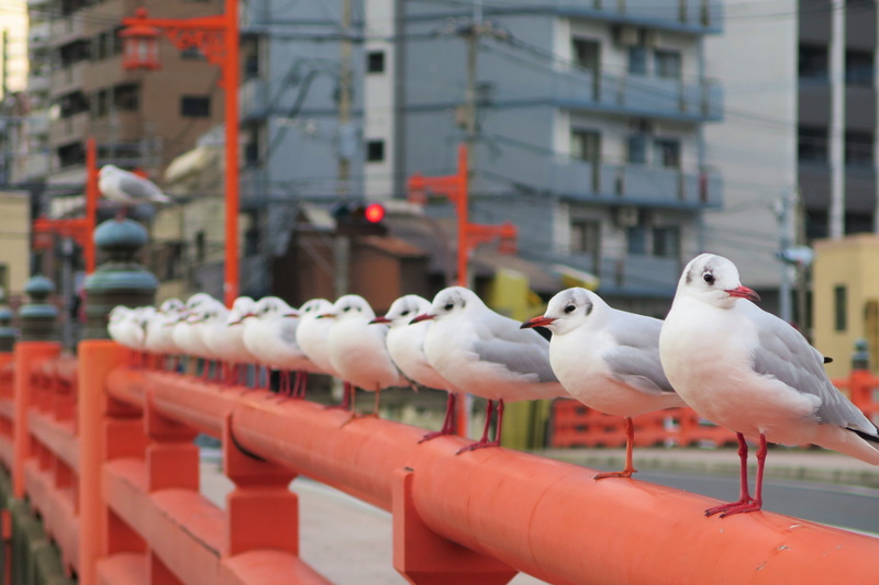 red, group of animals, seagull, red the parapet of the bridge, no people, animal, sea gull, 4K, animal wildlife, nature, animal themes, perching, bridge