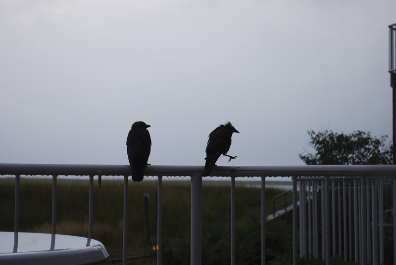 boundary, rod, vertebrate, animals in the wild, 4K, wet, parapet, balcony, sky, animal themes, barrier, rain, raven, bird, plant, group of animals, fence