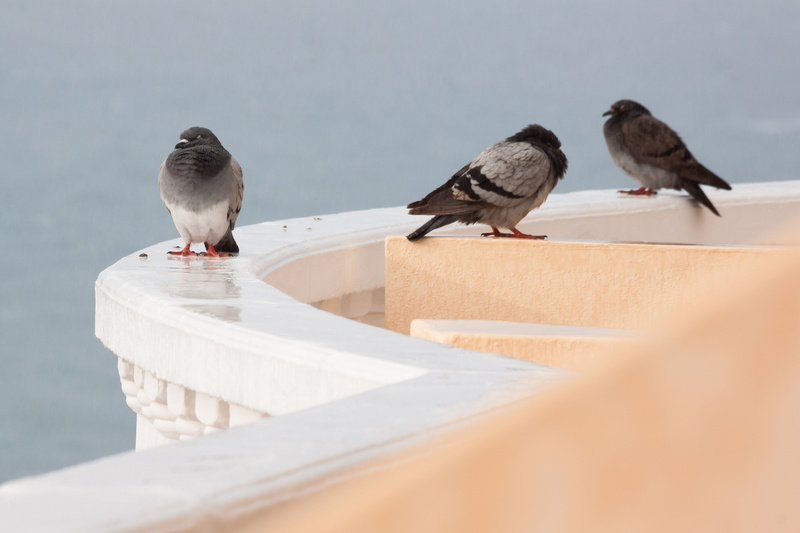 outdoors, seagull, wet, bird, mirroring, perching, animal themes, sparrow, vertebrate, animal, 4K, day, parapet, close-up, animal wildlife, animals in the wild