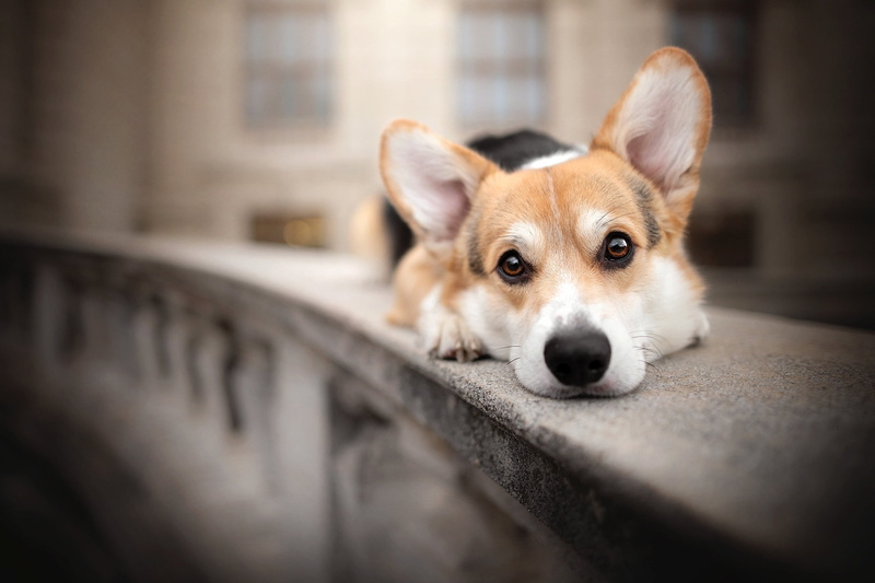 doggie, the parapet, bokeh, Welsh Corgi, face, 1080P, look, dog