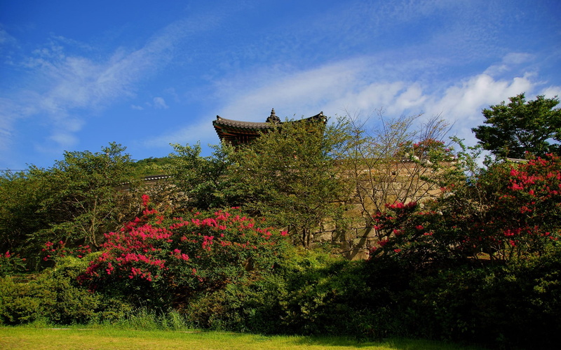 green color, grass, k, flower, plant, day, low angle view, built structure, tranquil scene, tree, park, whether or not, tranquility, nature, sky, klitschko