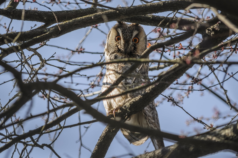 beak, wildlife, predator, 4K, vertebrate, branch, madárféle, low angle view, animals In The Wild, day, sky, bird of Prey, tree, one animal, állatportré
