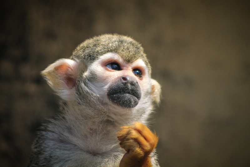 looking, looking away, focus on foreground, makiféle, vöröskezű tamarin, watch, a closed, close-up, youre thinking about, tamarin, outdoors, maki, 4K
