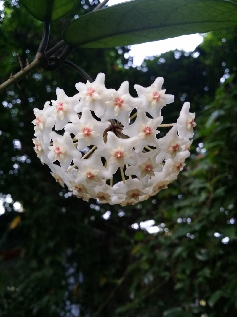 white color, tree, flower head, pollen, inflorescence, whether orchids, freshness, close-up, green leaf, growth, fragility, springtime, focus on foreground