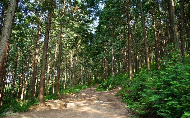 the way forward, tranquil scene, k, non-urban scene, woodland, trunk, growth, green color, tree, day, no people, forest, bamboo - plant, beauty in nature