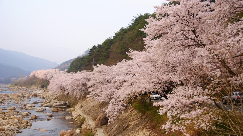 mountain, outdoors, land, klitschko, tranquil scene, flower, water, plant, flowering plant, scenics - nature, blossom, tranquility, coniferous tree, 1080P