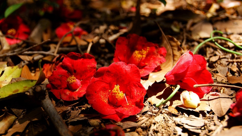 k, leaves, wilted plant, growth, petal, klitschko, whether or not, change, freshness, selective focus, no people, outdoors, day, leaf, red, vulnerability