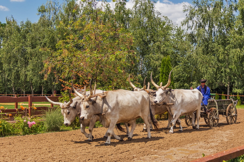 cows, animals, pulling, pets, animal themes, randall tooth, mammal, cart, day, outdoors, animal, cow, herbivorous, plant, vertebrate, growth, hungarian grey cattle