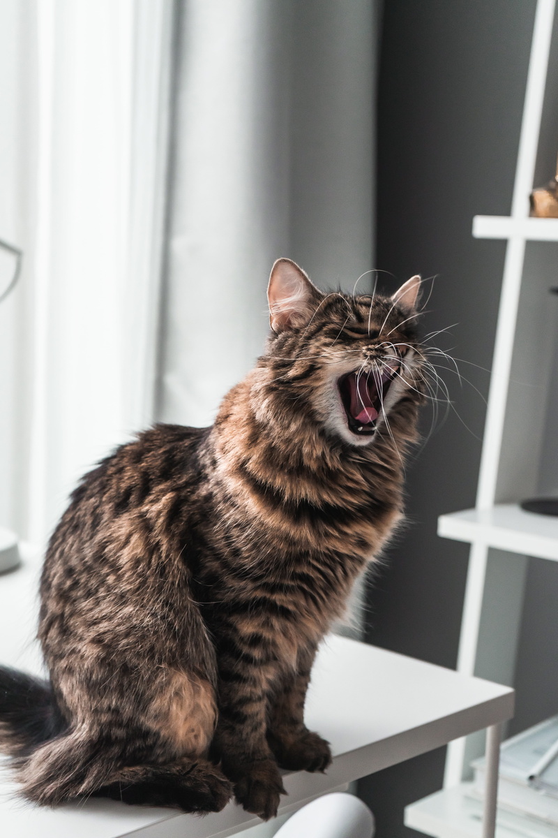 seat, abyssinian, mammal, 5K, white, tongue, animal, manx, minimal, lip, home, indoors, sleeve, sitting, domestic animals, apparel, teeth, feline, domestic