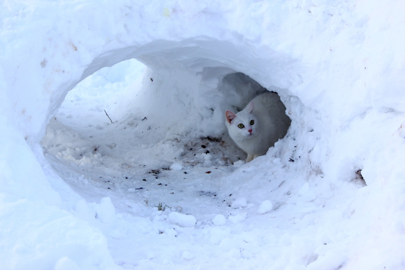 whisker, finnish, animal themes, nature, cat, tucked away, mammal, domestic, animal, looking at camera, high angle view, vertebrate, 2K, feline, animals in the wild