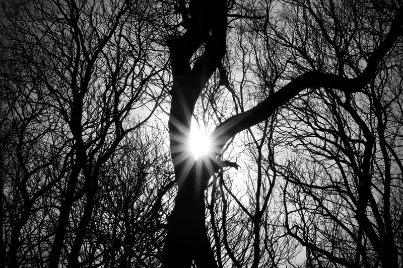 lens flare, day, silhouette, streaming, no people, sky, tree trunk, trees, tree, outdoors, sunbeam, woodland, tranquility, arms raised, sunny, beam, black and white
