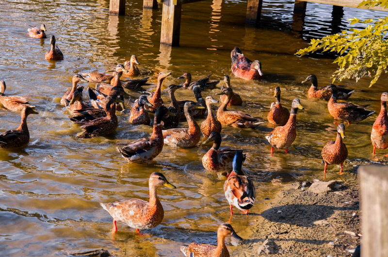 reflection, animal, water, cary, animals in the wild, large group of animals, high angle view, no people, duck, flock of birds, united states, bond park drive