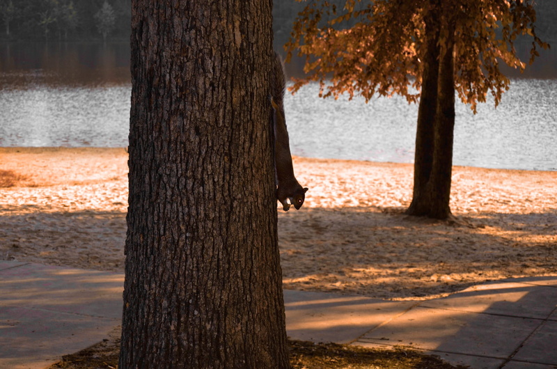 scenics - nature, trunk, tree trunk, autumn, united states, water, one animal, animal themes, tree, lake, nature, beauty in nature, day, outdoors, plant