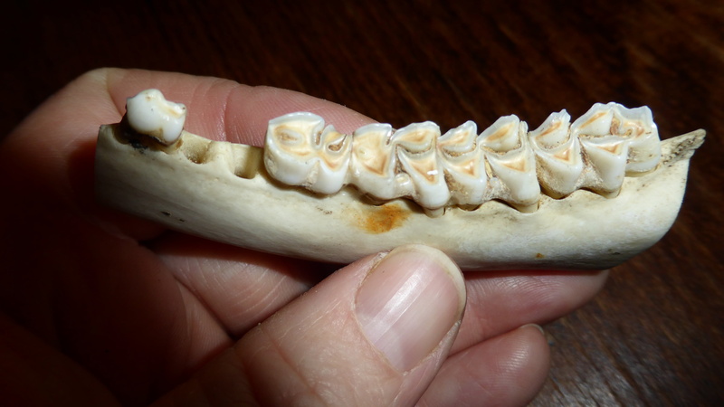 human teeth, dentist, indoors, food, pine, one person, human finger, personal perspective, human body part, 4K, bone, temptation, freshness, body part