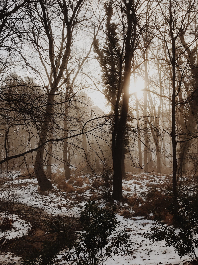 4K, united states, scenics - nature, nature, beauty in nature, outdoors, woodland, no people, tranquility, tree, non-urban scene, bare tree, plant, trees