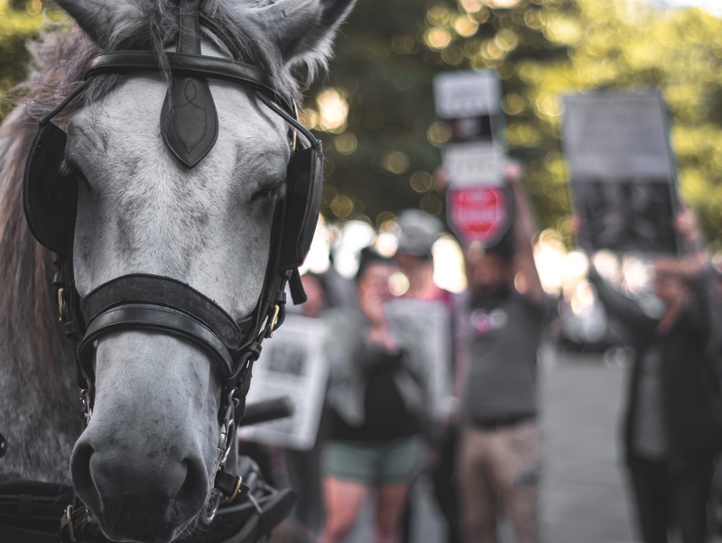 animal head, animal, vertebrate, emotion, focus on foreground, close-up, animal themes, bridle, people, working animal, peoplecity, pavement, stop symbol