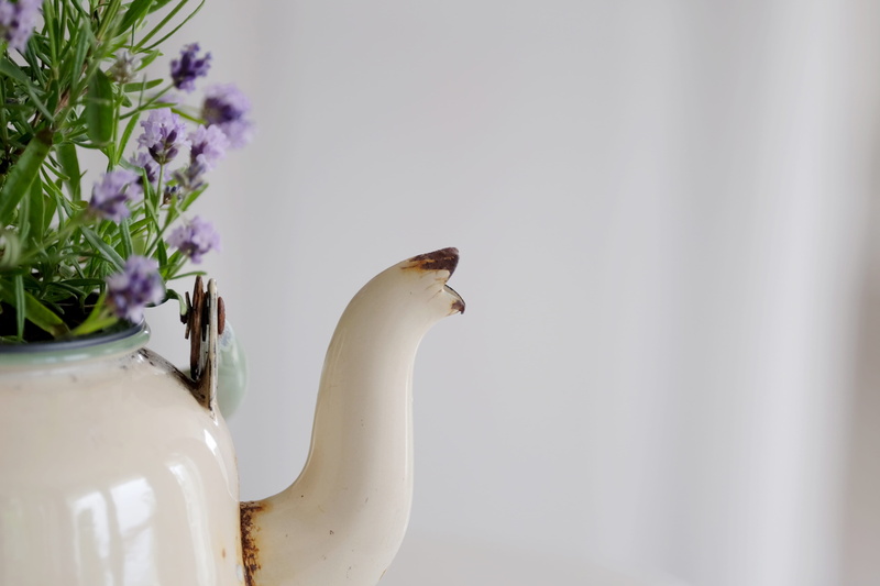 nature, flowering plant, drink, freshness, close-up, animal themes, one animal, white color, purple, 4K, table, vase, day, indoors, petaled, flower head