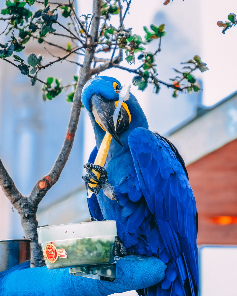 daytime, toothbrush, bird, 2K, focus on foreground, one animal, beak, animal wildlife, no people, nature, teeth, animal themes, holding, tree, day, animals in the wild