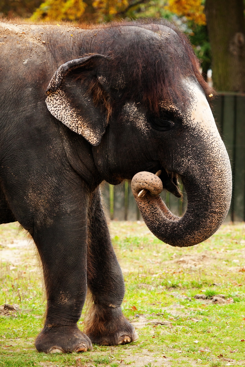 animal Trunk, herbivorous, close-up, pachyderm, huge, animal body part, standing, plant, land, asian, brown, teeth, trunk, one, no people, indian, skin