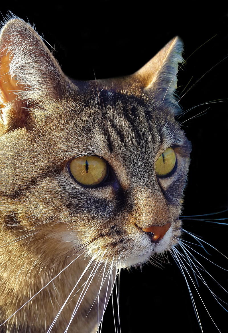 no people, furry, mackerel, look, whisker, head, cat face, cute, tabby, hair, animal, lauer, yellow eyes, cat portrait, domestic animals, animal head, portrait