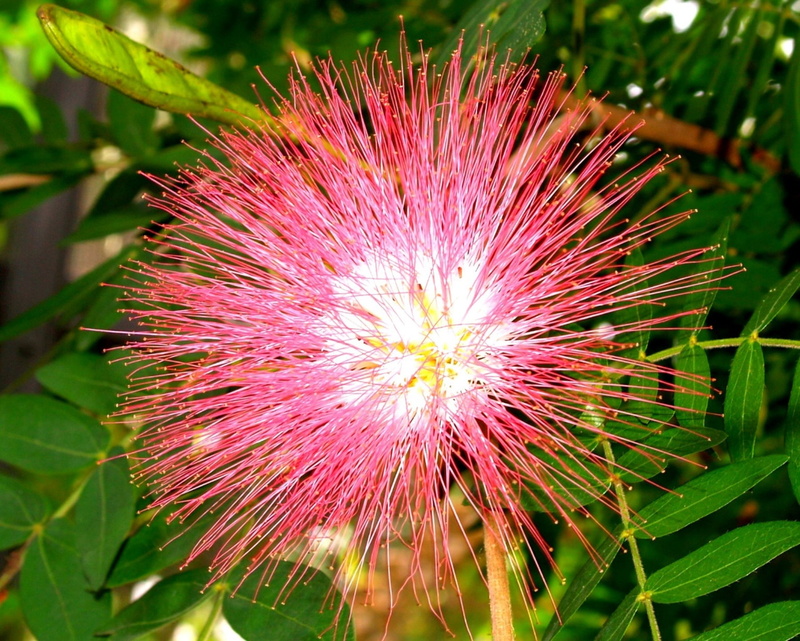 focus on foreground, beauty in nature, summer, Exotic, spiky, plant, spring, vulnerability, environment, garden, nature, 2K, outdoors, nursery, Tropical