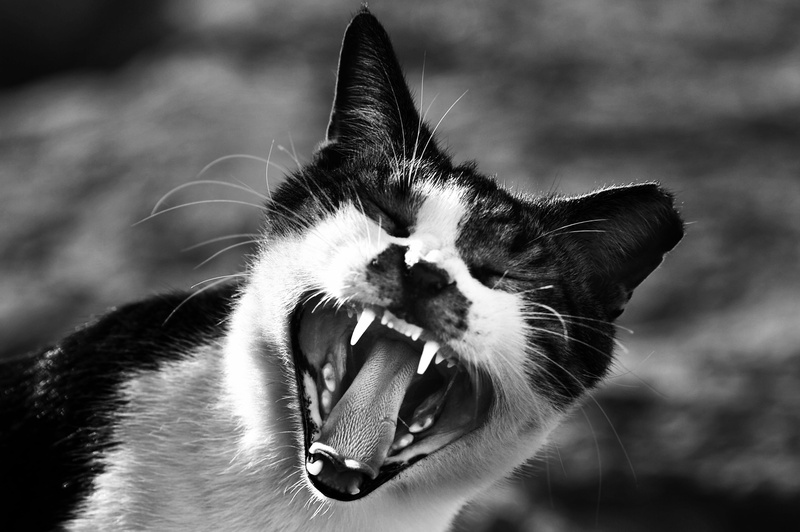 head, focus on foreground, mouth, cat face, pet, animal mouth, showing, cute, whisker, animal head, close-up, facial expression, domestic cat, fur, portrait