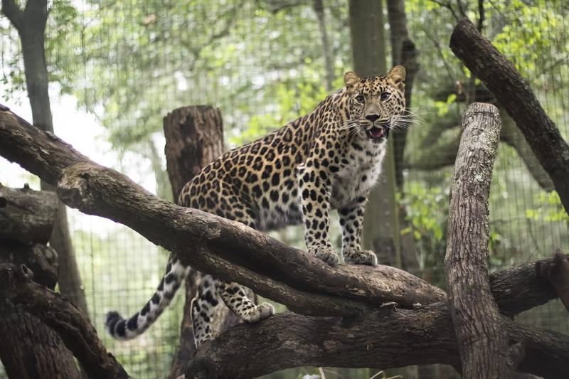 woods, 4K, leopard, sharp teeth, predator, Animal, big cats