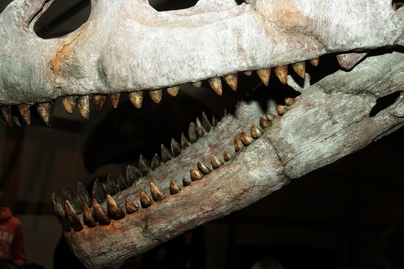 skeleton, extinct, crocodile, indoors, dinosaur, skull, close-up, animal themes, teeth, animal representation, animal skeleton, fossils, animal body part