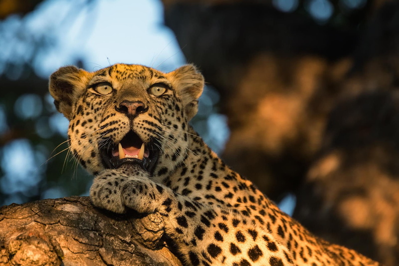 mouth open, 1080P, close-up, animal head, animal wildlife, one animal, big cat, safari, vertebrate, no people, animals in the wild, mammal, predator, spotted