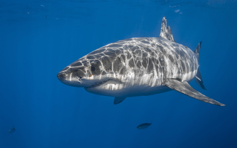shark, sharp teeth, underwater, Animal, 2K, fishes
