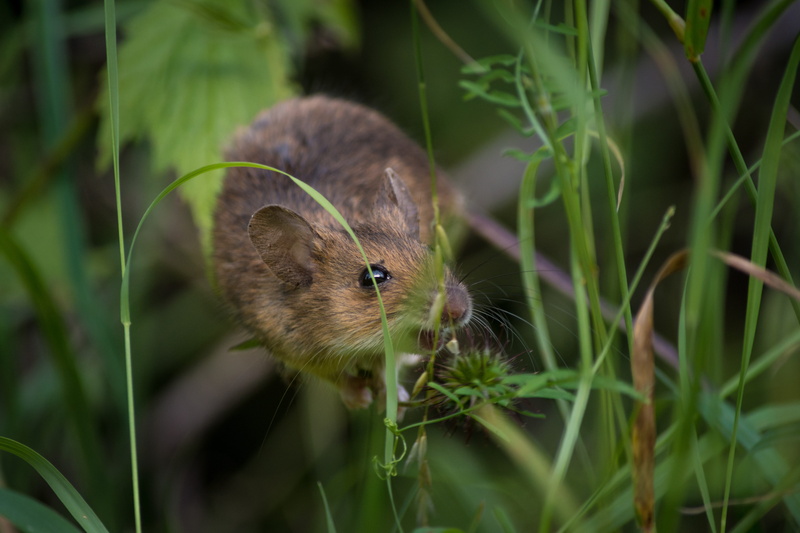 animals in the wild, brown mouse, sweet, outdoors, plant, animal world, rodents, rat, animal wildlife, mice, furry, no people, button eyes, mammal, close