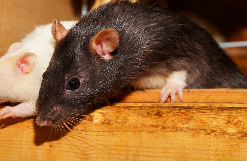 black, flooring, one animal, animal eye, animal portrait, nager, mouses, focus on foreground, ears, wood, fur, wildlife photography, animal wildlife, face