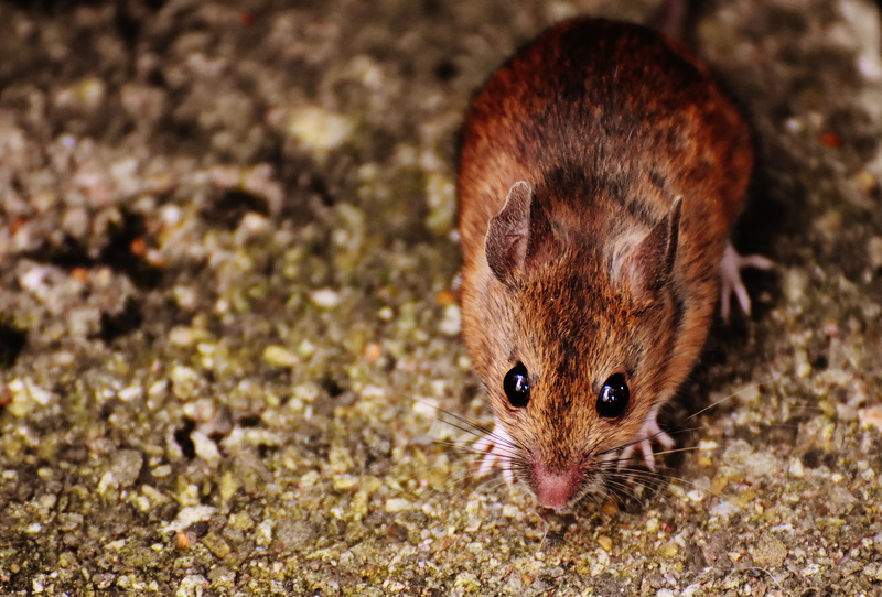 sweet, funny, high angle view, one animal, animal wildlife, animal body part, land, button eyes, mammal, outdoors, rodent, fur, whisker, 5K, close-up