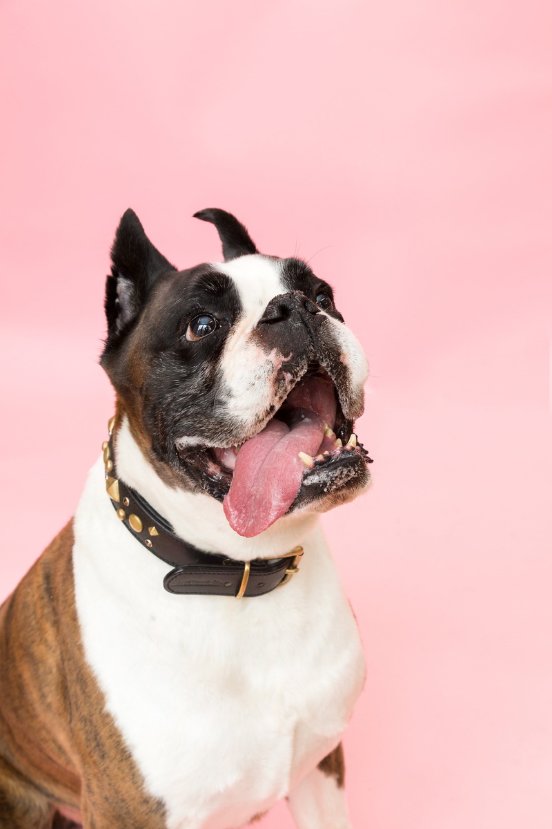 no people, dog, Funny, Pets, 4K, canine, domestic, animal tongue, studio shot, mouth open, facial expression, panting, Dogs, photo, Emotion, animal themes