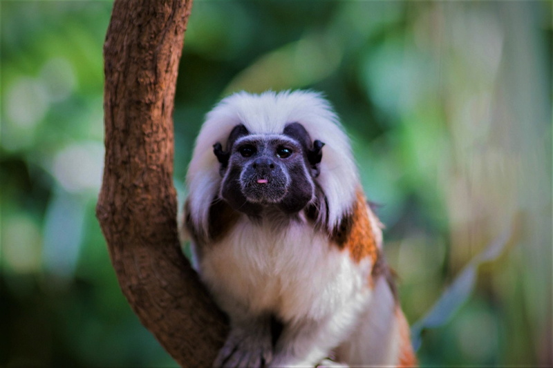 1080P, Cotton-Topped Tamarin, Animal, Tamarin, Monkeys, Monkey