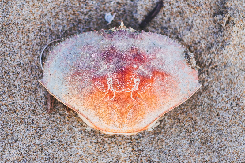 animal, texture, washed up, animal themes, ocean, high angle view, wellbeing, close-up, animal wildlife, crab shell, shell, photo, sealife, beach, animals in the wild