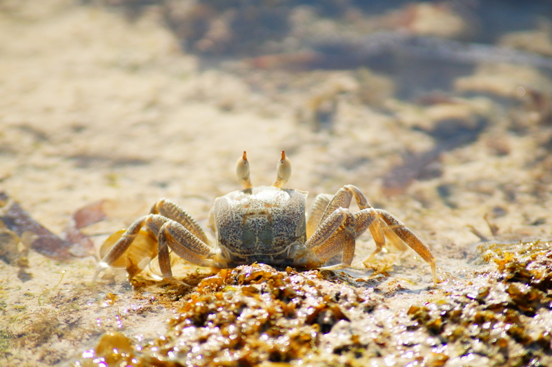 marine, photography, aqua, animal, exotic, one animal, nature, life, day, aquatic, macro, animal themes, sea, sand, 5K, natural, no people, hermit crab