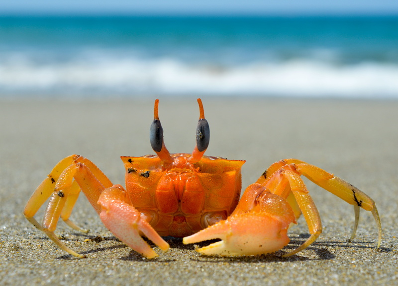land, animal themes, marine, sand, claw, costa, day, black, crab, brown, nature, sea, orange color, animal wildlife, ocean, beach, crustacean, no people