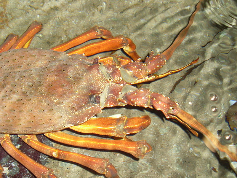 ocean, animals in the wild, nature, shellfish, swimming, sea, underwater, crustacean, no people, orange color, 2K, animal, day, lobster head, sea life