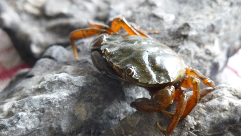 nature, animal themes, day, rock, claw, insect, ocean, marine, outdoors, macro, crab, crustacean, small, wild, solid, summer, shell, exoskeleton, animal