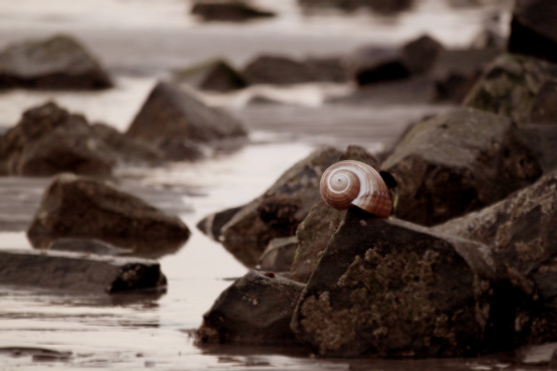 close up, rock - object, focus on foreground, sea, stones, fauna, formation, food and drink, water, shell, snail shell, snail, rock, finance, still, wood - material