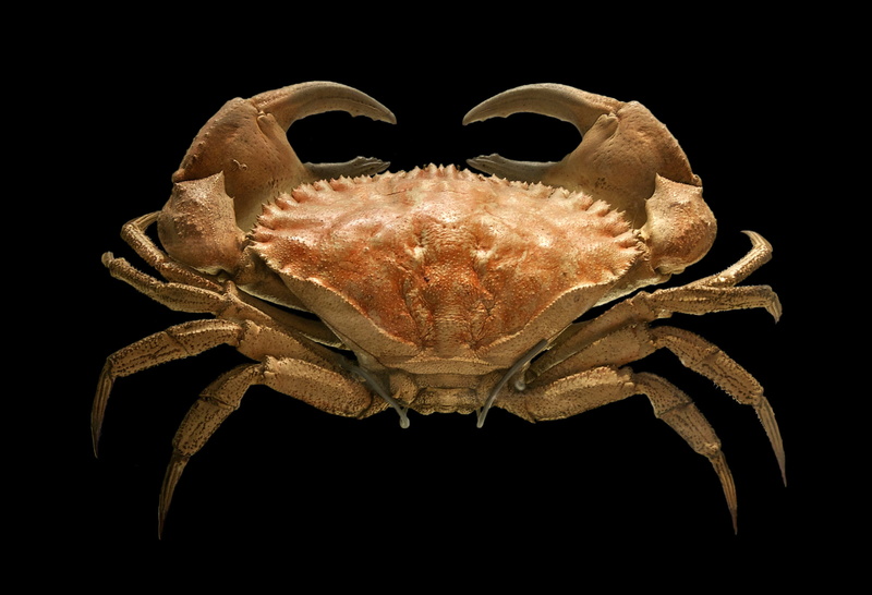 insect, Toothed, animal themes, animal, bellianus, 2K, seafood, nature, public domain, animals in the wild, marine, rock, animal wildlife, crab, Cancer bellianus