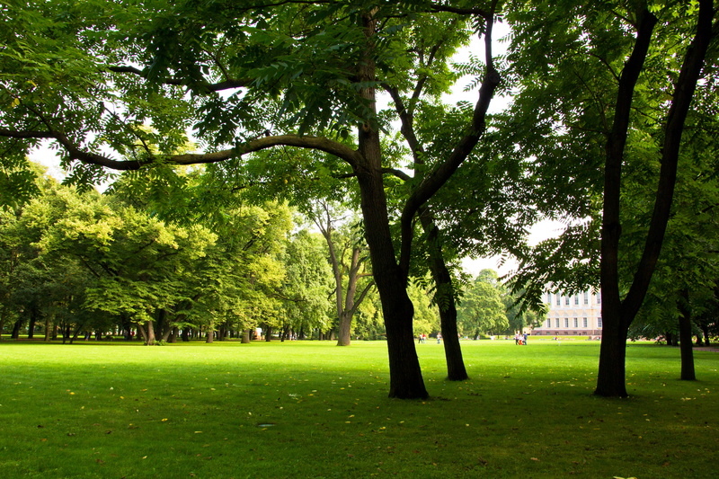 leaf, idyllic, sunlight, grass, land, park - man made space, lush, sky, grassy, tranquil, green, park, tree trunk, forest, plain, season, no people, meadow